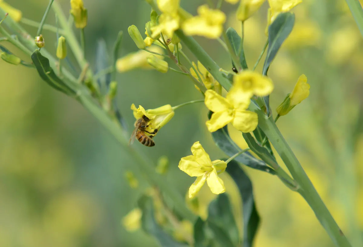 Wildbienen bei der Arbeit